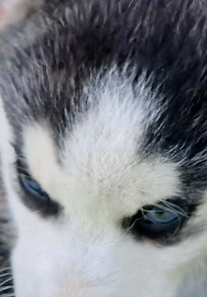 husky kölykók - kép 2