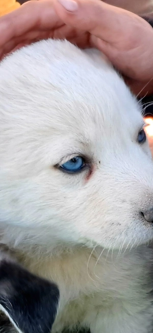 husky kölykók - kép 3