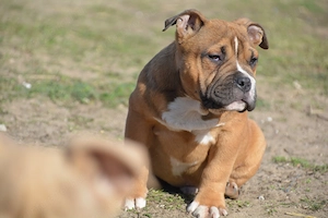 American bully kiskutyák  - kép 4