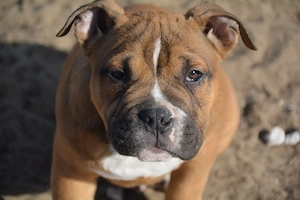 American bully kiskutyák  - kép 2