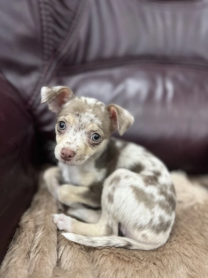 Eladó 11 hetes gyönyörű csoki tan merle szuka csivava - kép 2