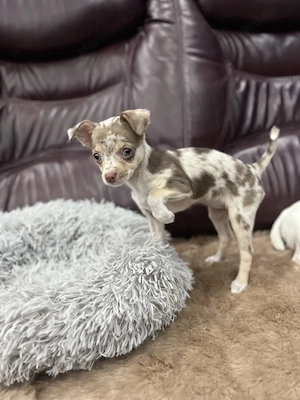 Eladó 11 hetes gyönyörű csoki tan merle szuka csivava - kép 3