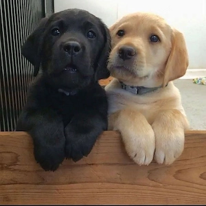 labrador kiskutyák - kép 3