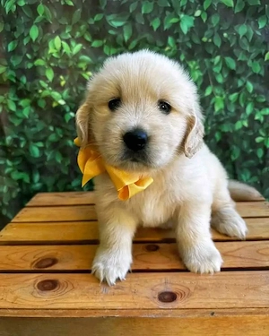 labrador kiskutyák - kép 2