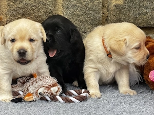 labrador kiskutyák - kép 4