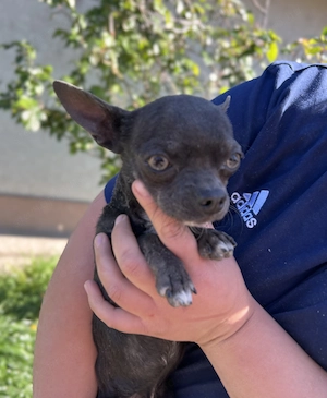 Eladó 9 hónapos kék mini csivava kan - kép 3