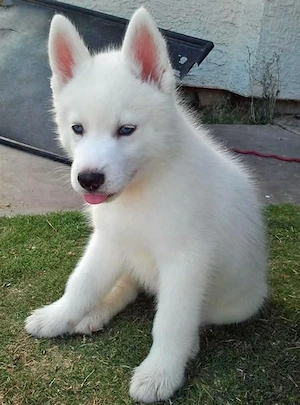 Siberian husky kölykök eladók. - kép 2
