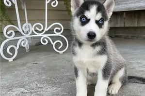 Siberian husky kölykök eladók. - kép 3