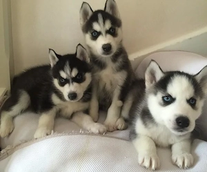 Siberian husky kölykök eladók. - kép 4