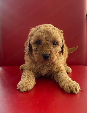 Toy uszkár kiskutyák - kép 2