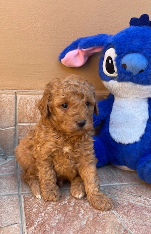 Toy uszkár kiskutyák