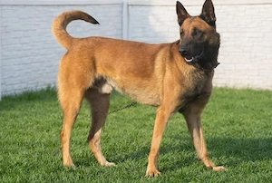 Amerikai import belga juhászkutya eladó - kép 3