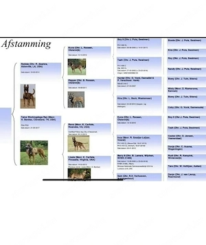Amerikai import belga juhászkutya eladó - kép 4