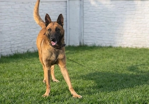 Amerikai import belga juhászkutya eladó - kép 2