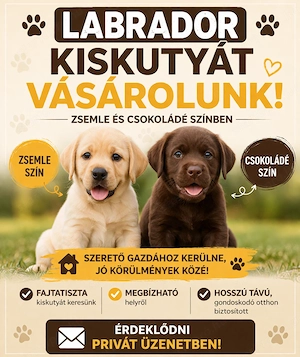 Labrador kiskutyákat vásárolunk egész évben