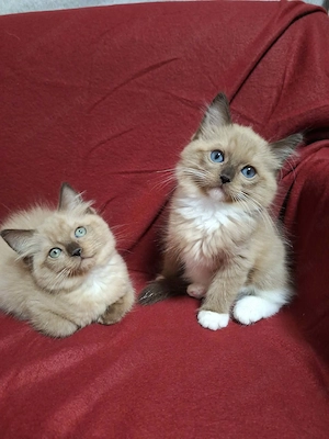 Szines ragdoll cherubim 10 hetes kiscicák eladóak - kép 5