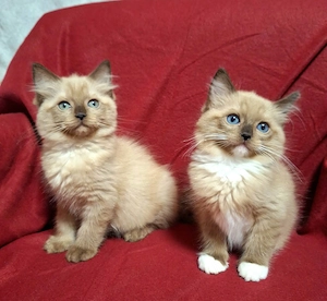 Szines ragdoll cherubim 10 hetes kiscicák eladóak - kép 4