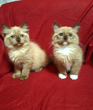 Szines ragdoll cherubim 10 hetes kiscicák eladóak - kép 2