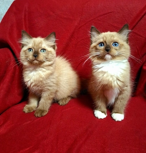 Szines ragdoll cherubim 10 hetes kiscicák eladóak - kép 3