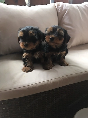 Gyönyörű yorki kiskutyák - kép 2