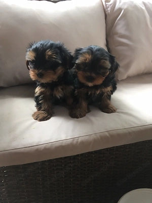 Gyönyörű yorki kiskutyák - kép 3