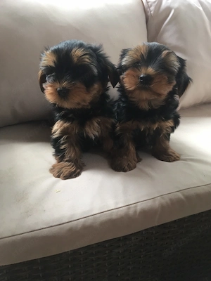 Gyönyörű yorki kiskutyák - kép 4