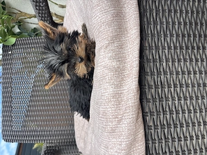 Yorki mini kisfiú gazdit keres