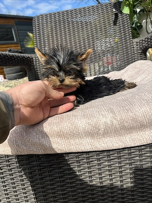 Yorki mini kisfiú gazdit keres