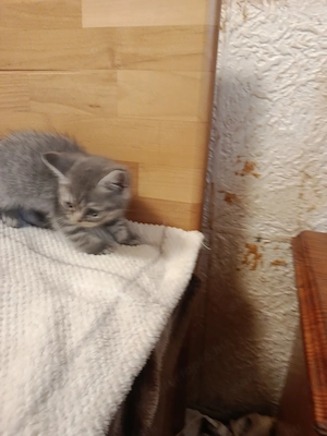 Angol rövidszőrű, skót lógófülü kiscicák gazdit keresnek - kép 7