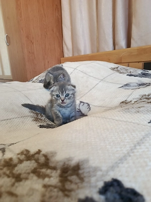 Angol rövidszőrű, skót lógófülü kiscicák gazdit keresnek