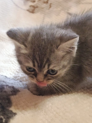 Angol rövidszőrű, skót lógófülü kiscicák gazdit keresnek - kép 9