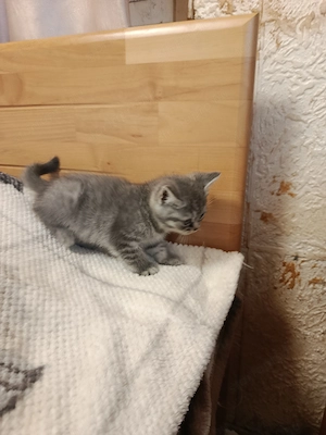 Angol rövidszőrű, skót lógófülü kiscicák gazdit keresnek - kép 6