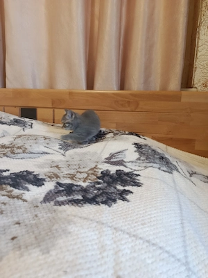 Angol rövidszőrű, skót lógófülü kiscicák gazdit keresnek - kép 3