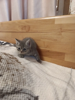 Angol rövidszőrű, skót lógófülü kiscicák gazdit keresnek - kép 8