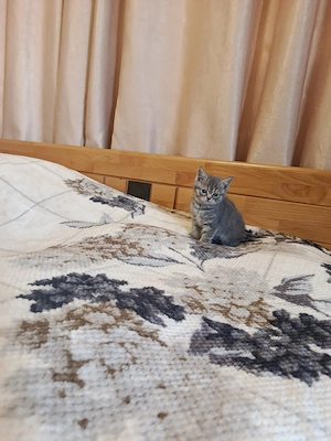 Angol rövidszőrű, skót lógófülü kiscicák gazdit keresnek - kép 5