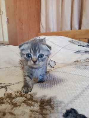 Angol rövidszőrű, skót lógófülü kiscicák gazdit keresnek - kép 2