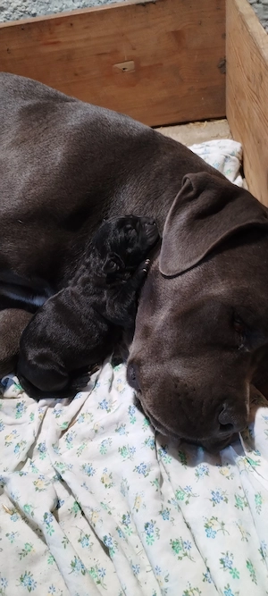 Cane corso kutyusok eladók - kép 4