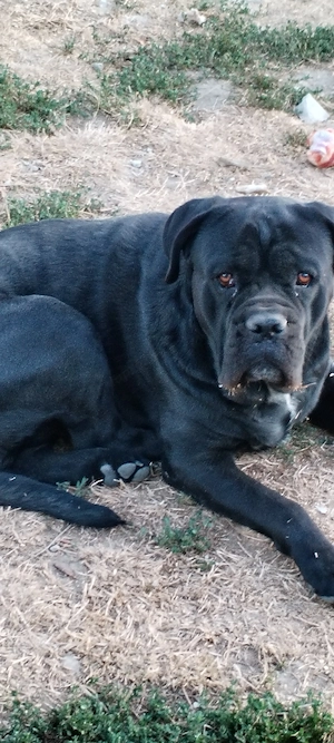 Cane corso kutyusok eladók - kép 3
