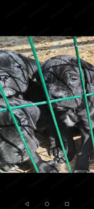 Cane corso kutyusok eladók - kép 2