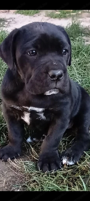 Cane corso kutyusok eladók
