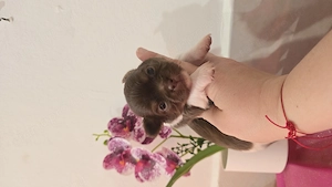 Törzskönyves csivava chihuahua csoko fehér kisfiú  - kép 3