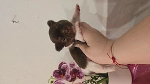 Törzskönyves csivava chihuahua csoko fehér kisfiú  - kép 2