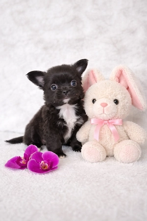 Törzskönyves hibátlan csivava chihuahua kisfiú 