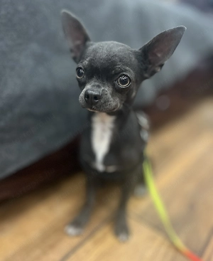 Eladó 9 hónapos kék mini csivava kan