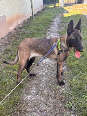 Malinois szuka eladó