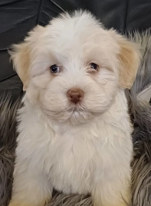 Bichon havanese kiskutyák eladóak - kép 2