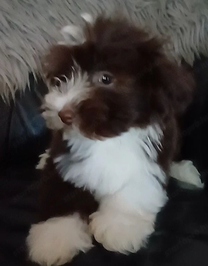 Bichon havanese kiskutyák eladóak - kép 4