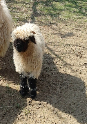 wallisi kos bárány eladó - kép 2