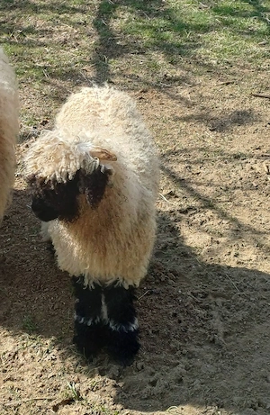 wallisi kos bárány eladó - kép 3