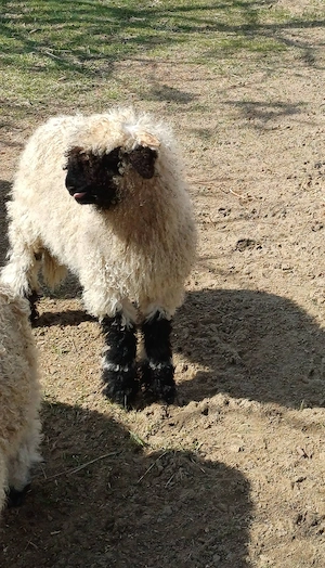 wallisi kos bárány eladó - kép 4